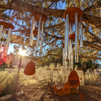 Wind chimes hanging from a tree in a natural outdoor setting with sunlight filtering through.